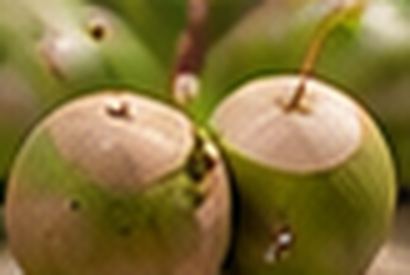 আধা-পাকা নারিকেল